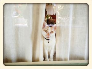 My_Neighbors_Cats_x_001_WEB_s.jpg