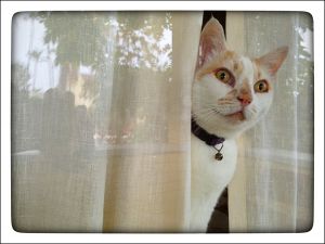 My_Neighbors_Cats_x_002_WEB_s.jpg