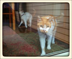 My_Neighbors_Cats_x_003_WEB_s.jpg