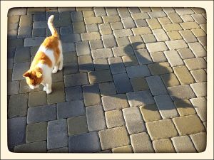 My_Neighbors_Cats_x_024_WEB_s.jpg