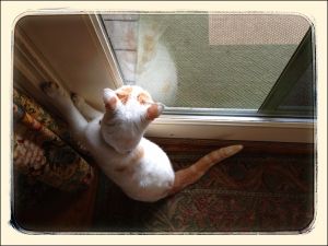 My_Neighbors_Cats_x_030_WEB_s.jpg
