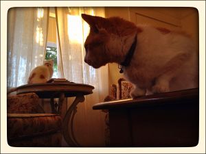 My_Neighbors_Cats_x_032_WEB_s.jpg