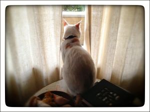 My_Neighbors_Cats_x_039_WEB_s.jpg