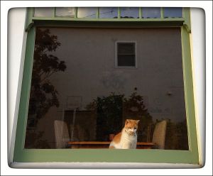 My_Neighbors_Cats_x_050_WEB_s.jpg